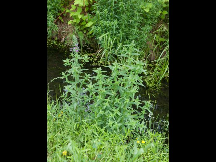 Salicaire commune (Lythrum salicaria)_8