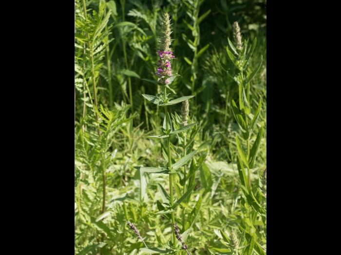 Salicaire commune (Lythrum salicaria)_10
