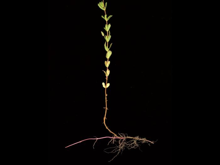 Millepertuis elliptique (Hypericum ellipticum)_5