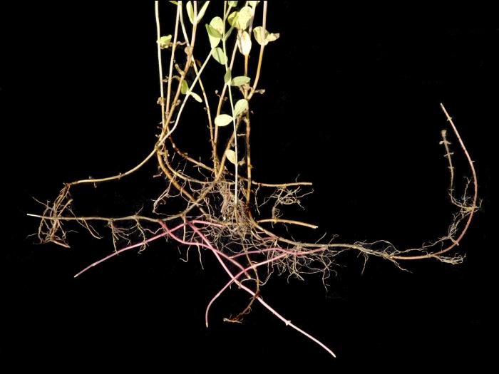 Millepertuis elliptique (Hypericum ellipticum)_7