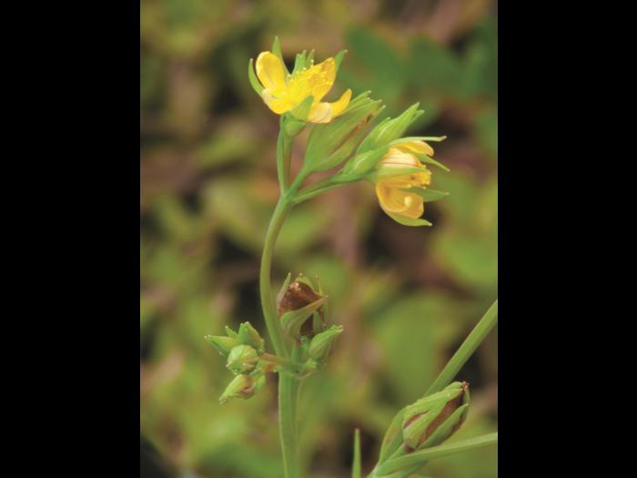 Millepertuis majeur (Hypericum majus)_3