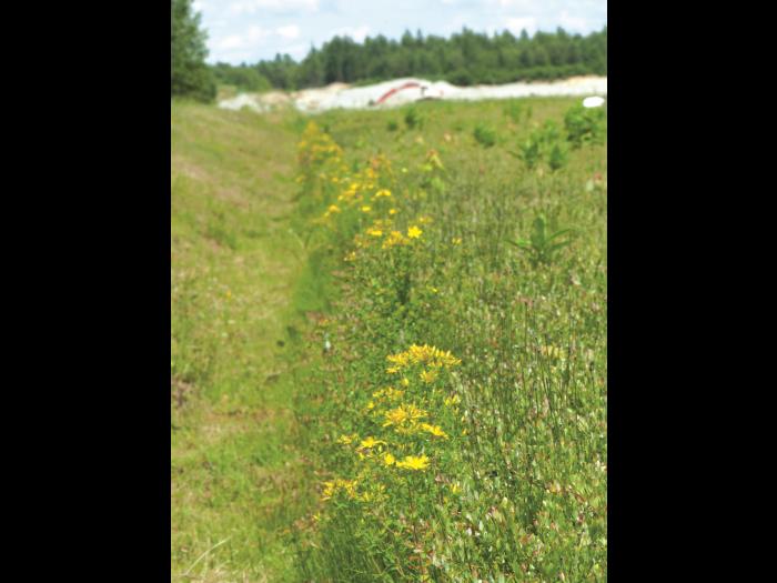 Millepertuis commun (Hypericum perforatum)_2