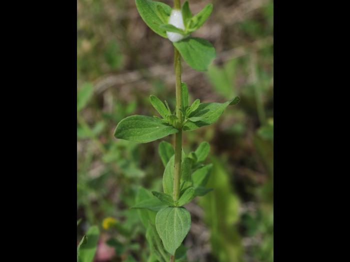 Millepertuis commun (Hypericum perforatum)_11