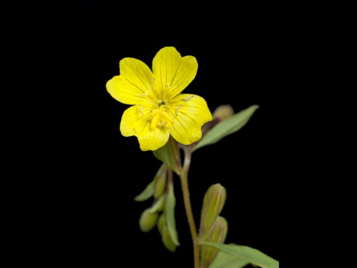 Onagre vivace (Oenothera perennis)_3