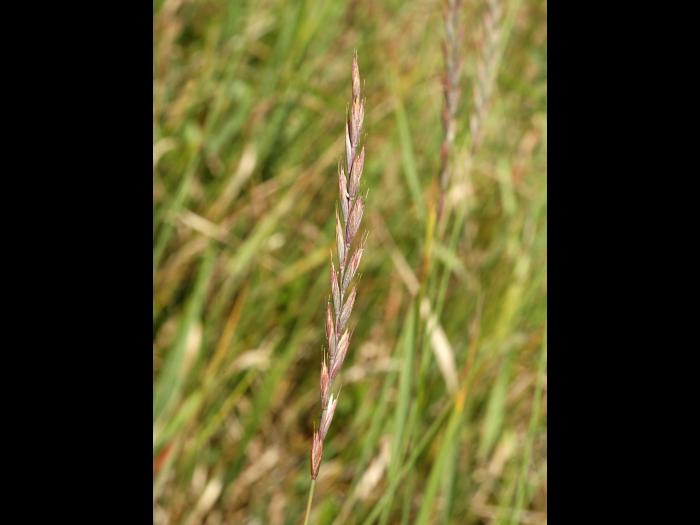 Chiendent(Elymus repens)_13