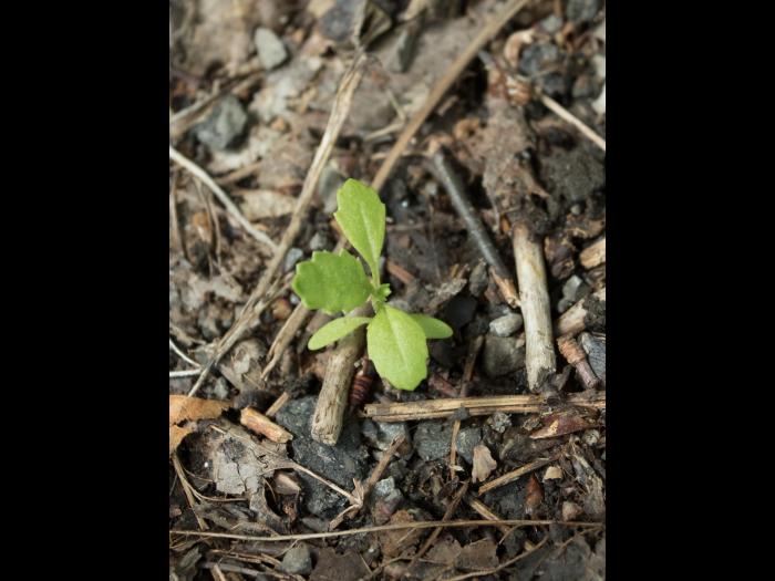 Seneçon vulgaire (Senecio vulgaris)_13