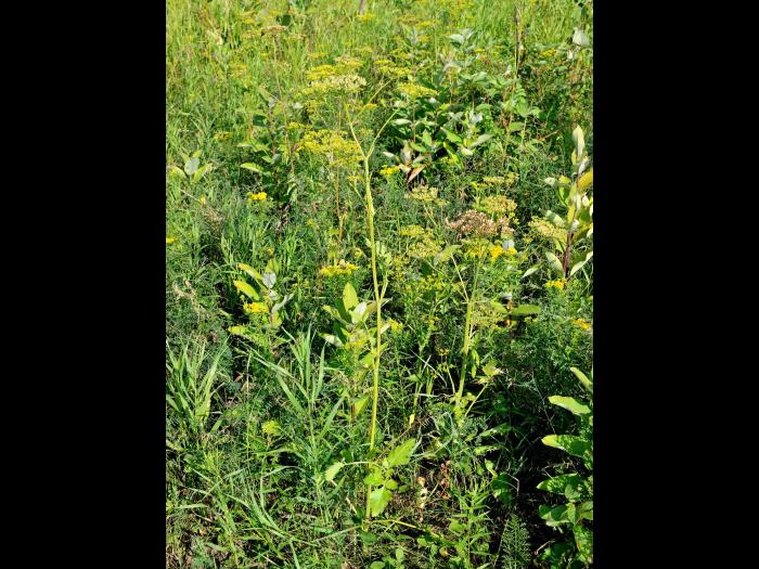 Panais sauvage (Pastinaca sativa)_6