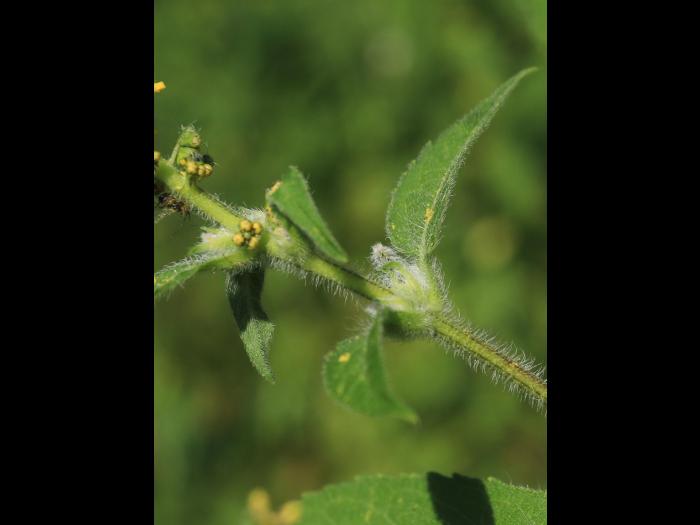 Grande herbe à poux (Ambrosia trifida)_19