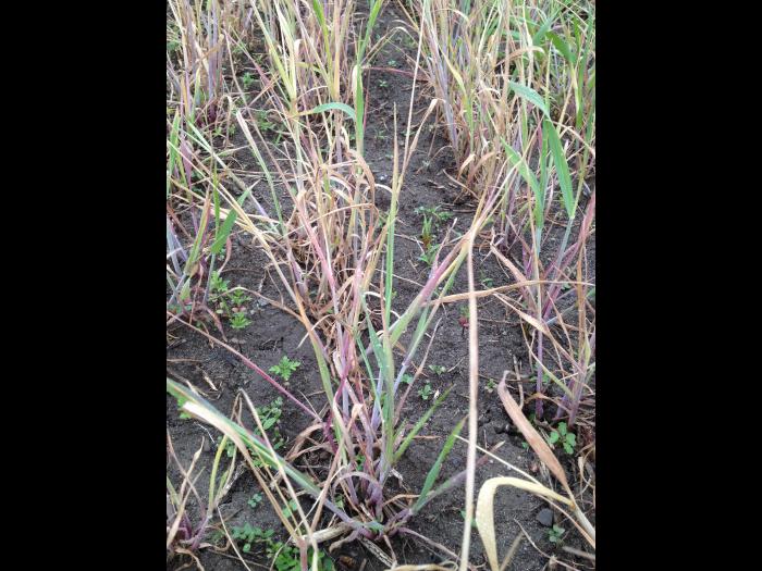 Seigle d'automne - glyphosate (9)_3