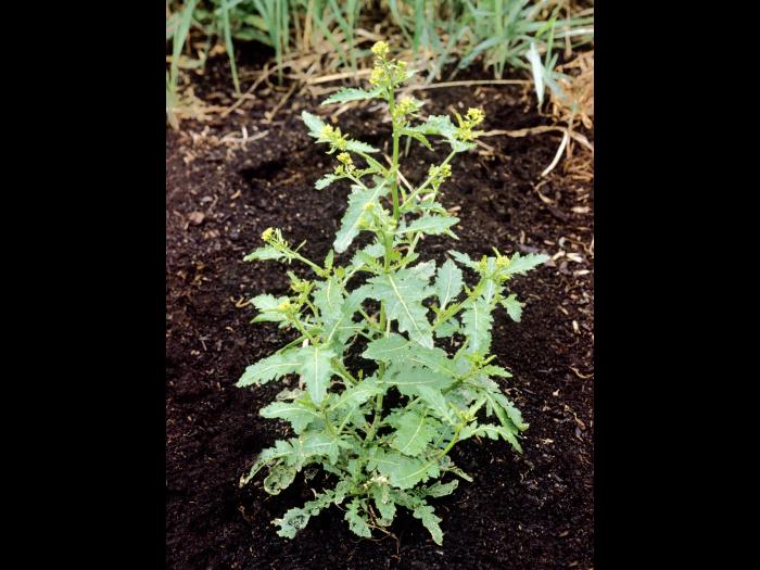 Rorippe marais (Rorippa palustris)_4