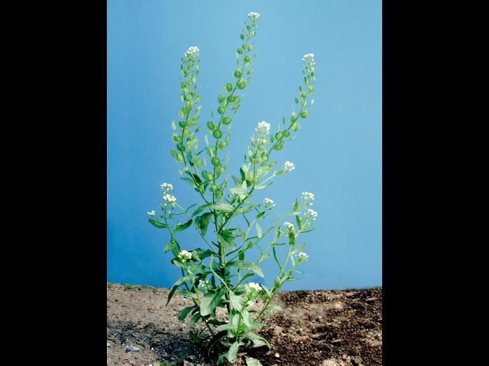 Tabouret des champs (Thlaspi arvense)_4