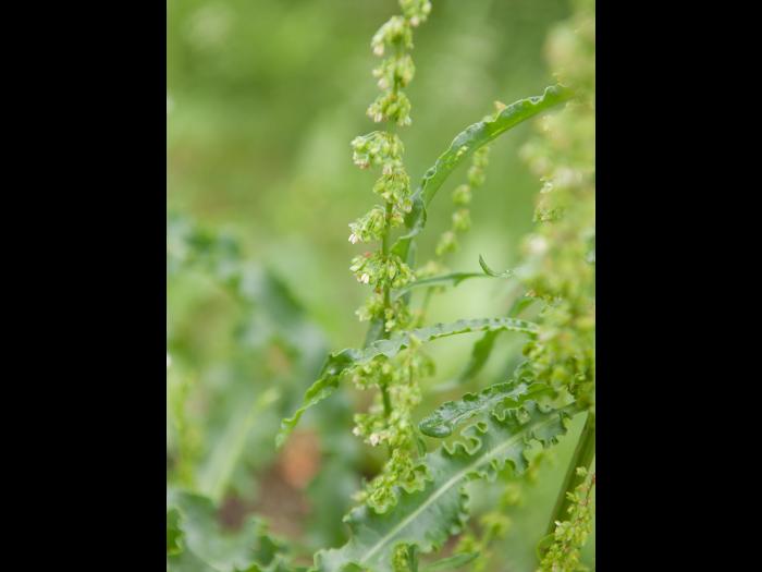 Patience crépue (Rumex crispus)_13