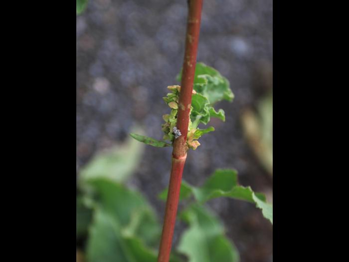 Patience crépue (Rumex crispus)_19
