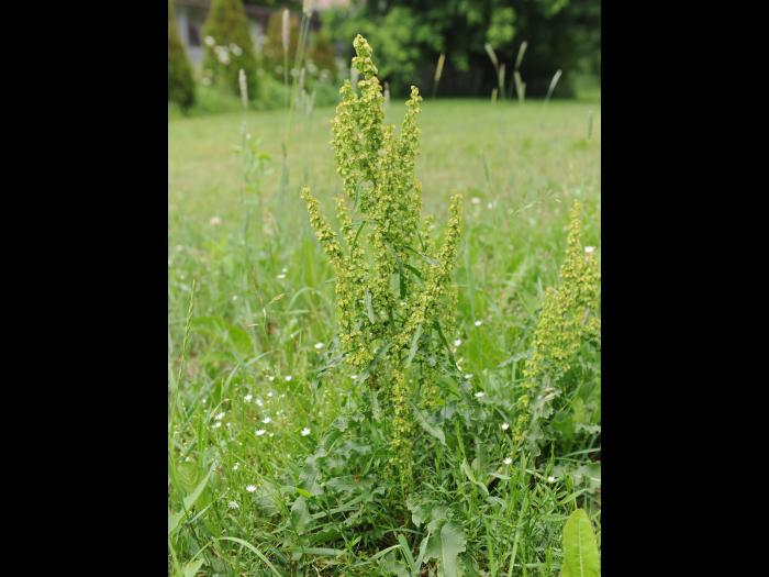 Patience crépue (Rumex crispus)_20