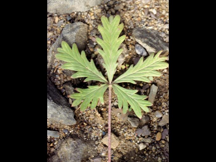 Potentille dressée (Potentilla recta)_1