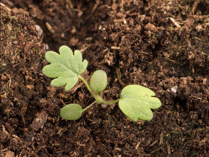 Potentille dressée (Potentilla recta)_9
