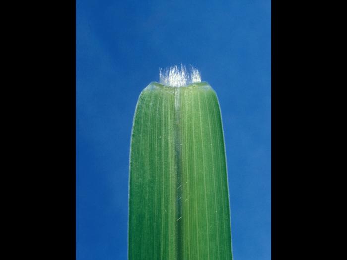 Sétaire verticillée (Setaria verticillata)_5