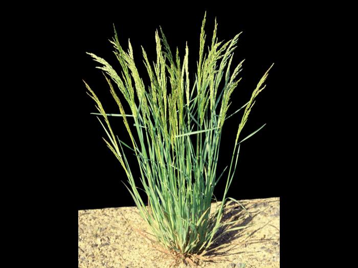 Agrostide blanche(Agrostis gigantea)_2