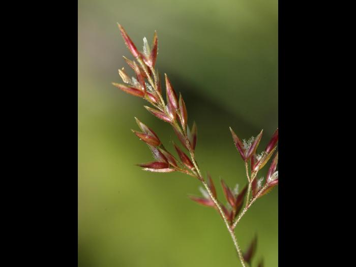 Agrostide blanche(Agrostis gigantea)_13