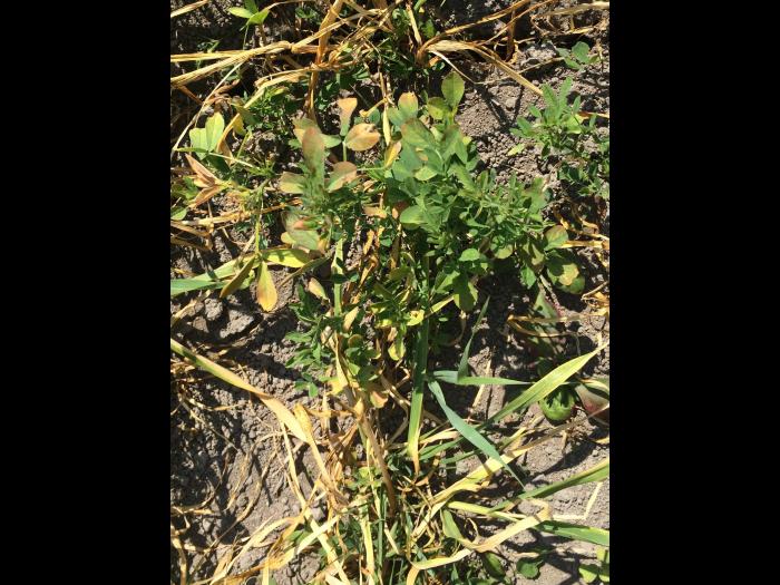 Orge - glyphosate (9)_3