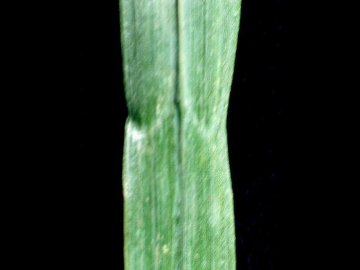 Brome inerme(Bromus inermis)_6