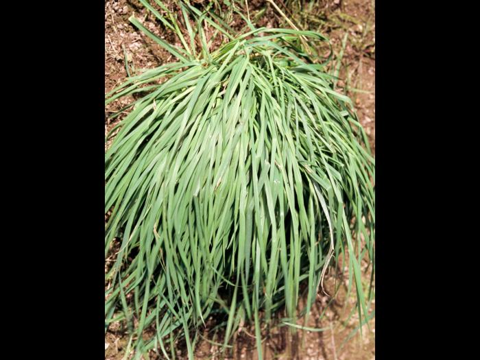 Dactyle pelotonné(Dactylis glomerata)_5