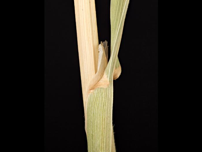 Dactyle pelotonné(Dactylis glomerata)_14