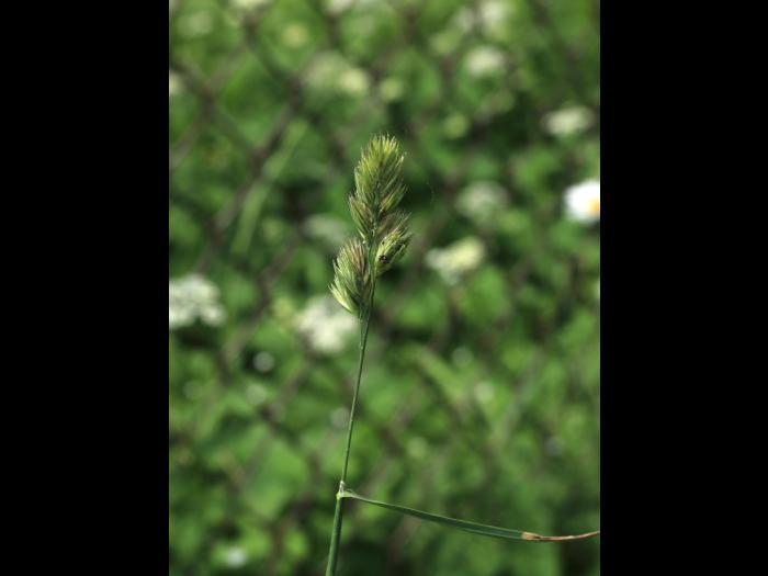 Dactyle pelotonné(Dactylis glomerata)_16