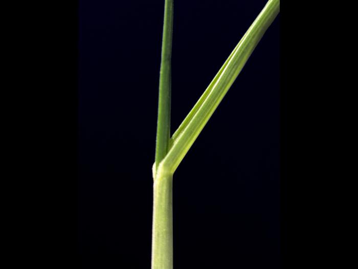 Fétuque rouge (Festuca rubra)_4