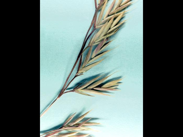 Fétuque rouge (Festuca rubra)_9