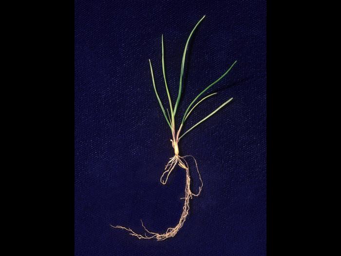 Fétuque rouge (Festuca rubra)_10