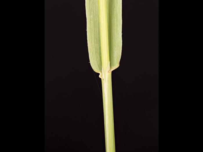 Fléole des prés (Phleum pratense)_10