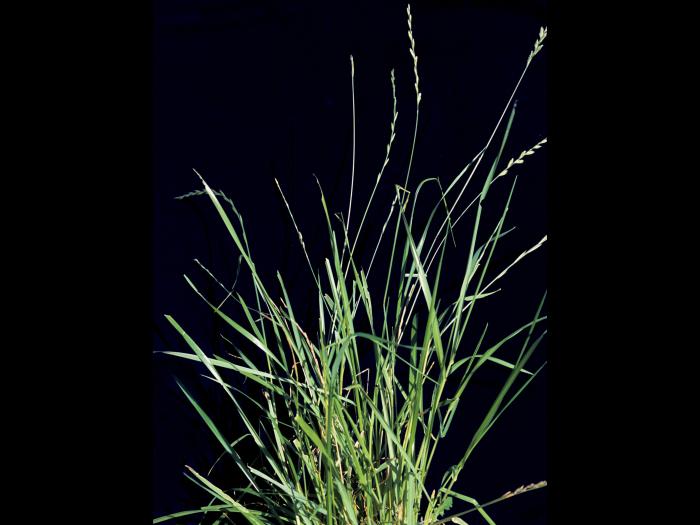 Ivraie multiflore (Lolium multiflorum)_3