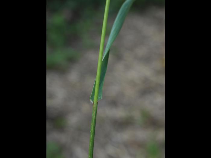 Ivraie multiflore (Lolium multiflorum)_8