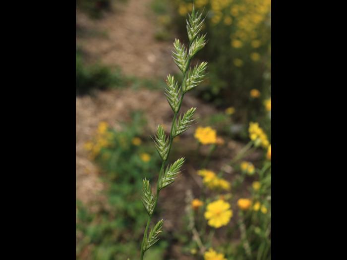 Ivraie multiflore (Lolium multiflorum)_10