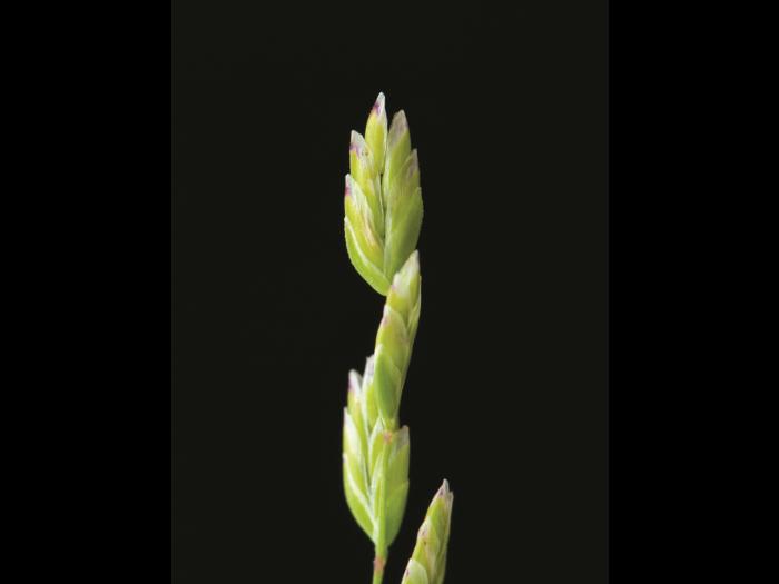 Pâturin annuel (Poa annua)_8