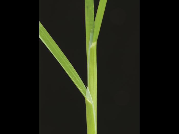 Pâturin annuel (Poa annua)_9