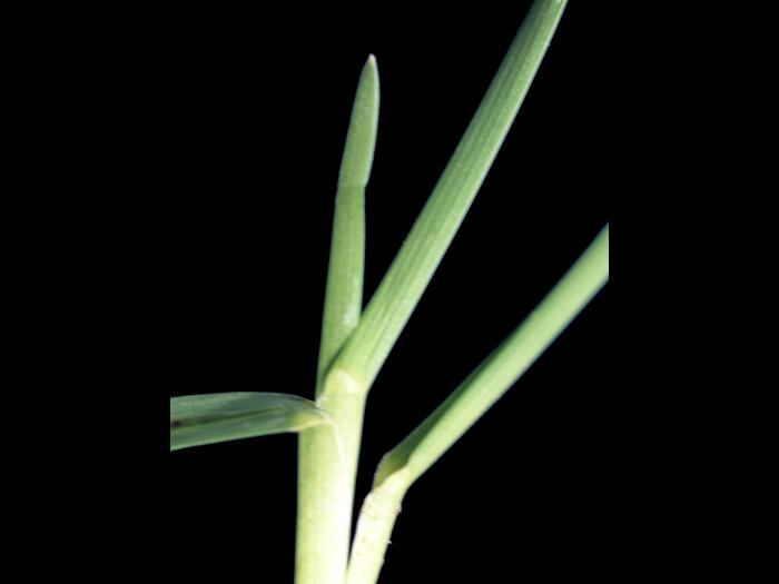 Pâturin prés (Poa pratensis)_5