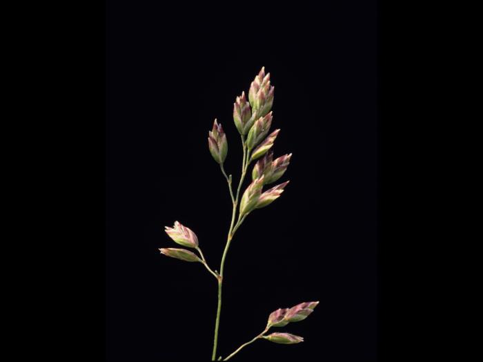 Pâturin prés (Poa pratensis)_6