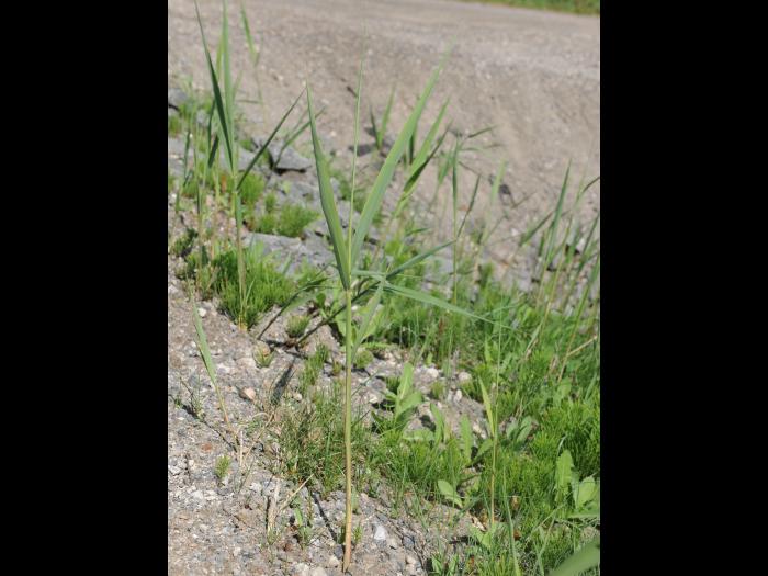 Roseau commun (Phragmites australis)_20
