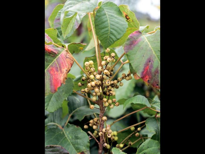 Herbe à puce (Toxicodendron radicans)_9