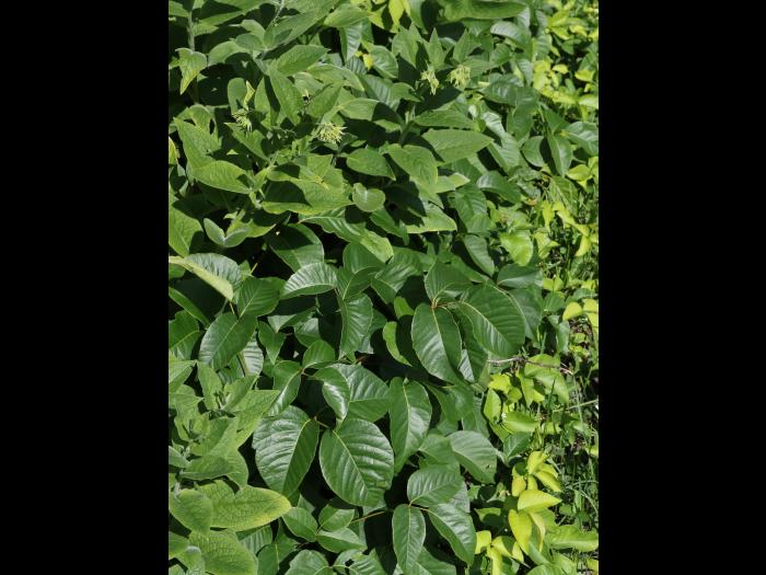 Herbe à puce (Toxicodendron radicans)_14