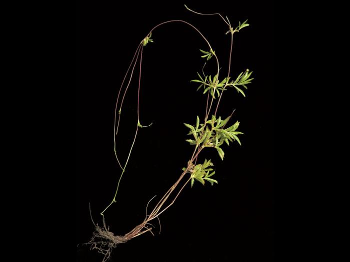 Potentille simple (Potentilla simplex)_7