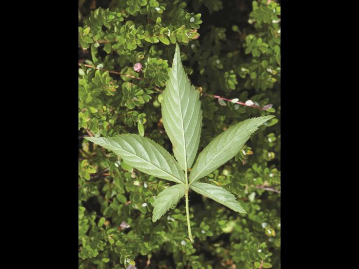 Ronce Alléghanys (Rubus allegheniensis)_3