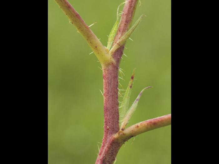 Ronce Alléghanys (Rubus allegheniensis)_14
