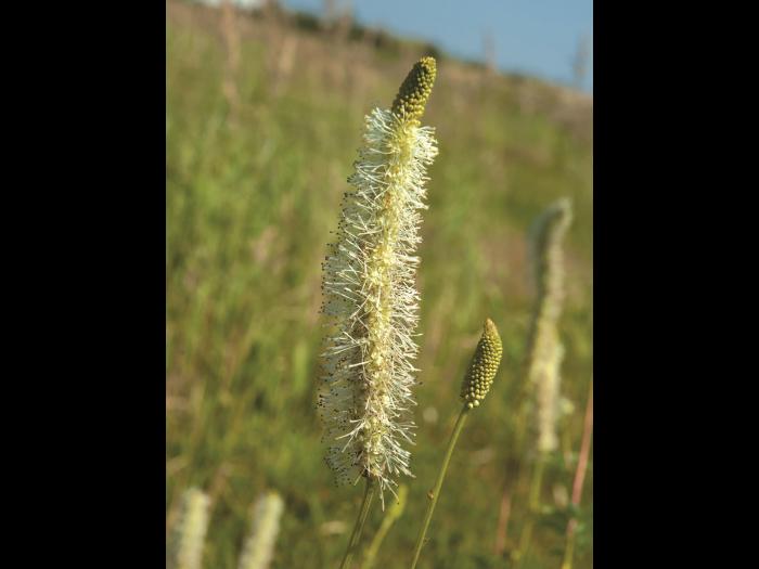 Sanguisorbe Canada (Sanguisorba canadensi)_3