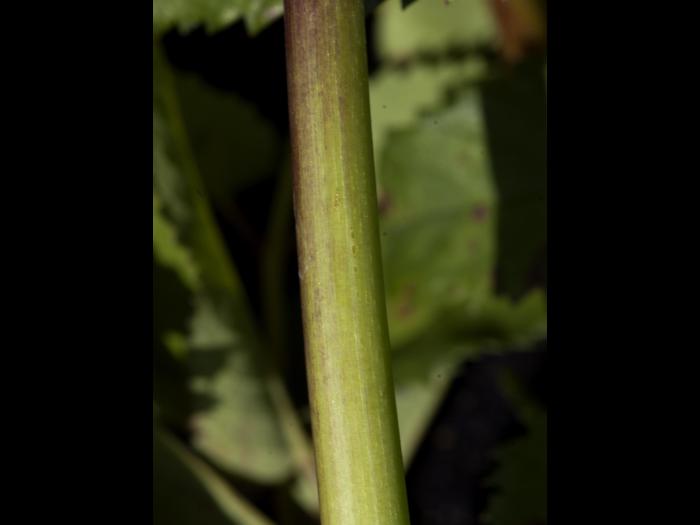 Sanguisorbe Canada (Sanguisorba canadensi)_4
