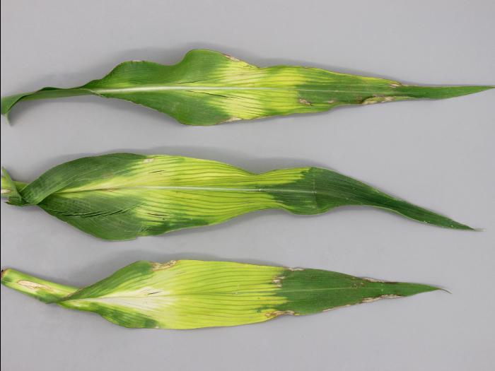 Maïs grain et fourrager - glyphosate (9) _10