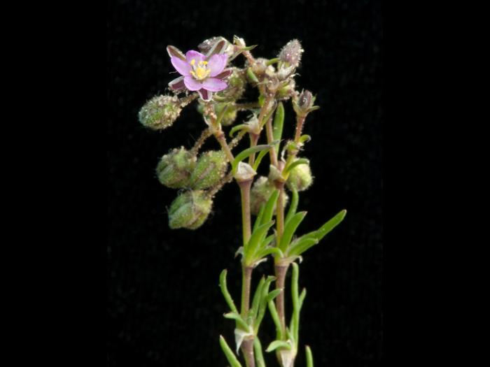 Spergulaire rouge(Spergularia rubra)_8