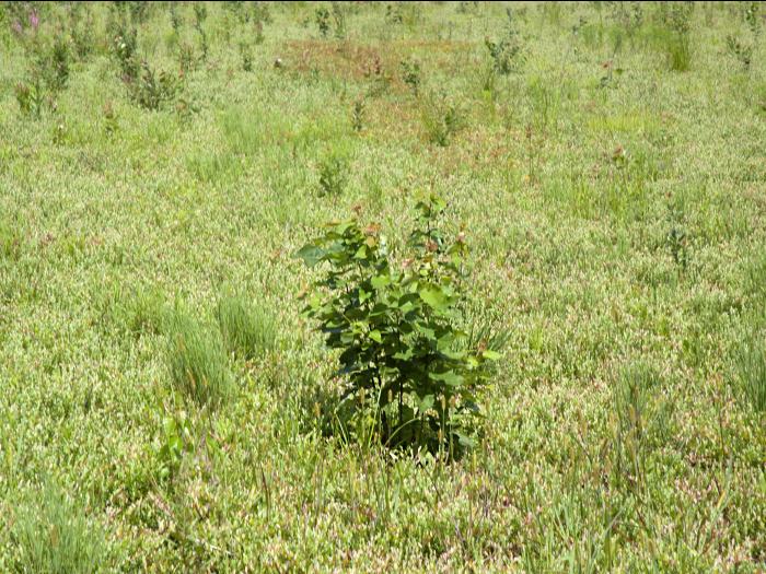 Bouleau gris(Betula populifolia)_8
